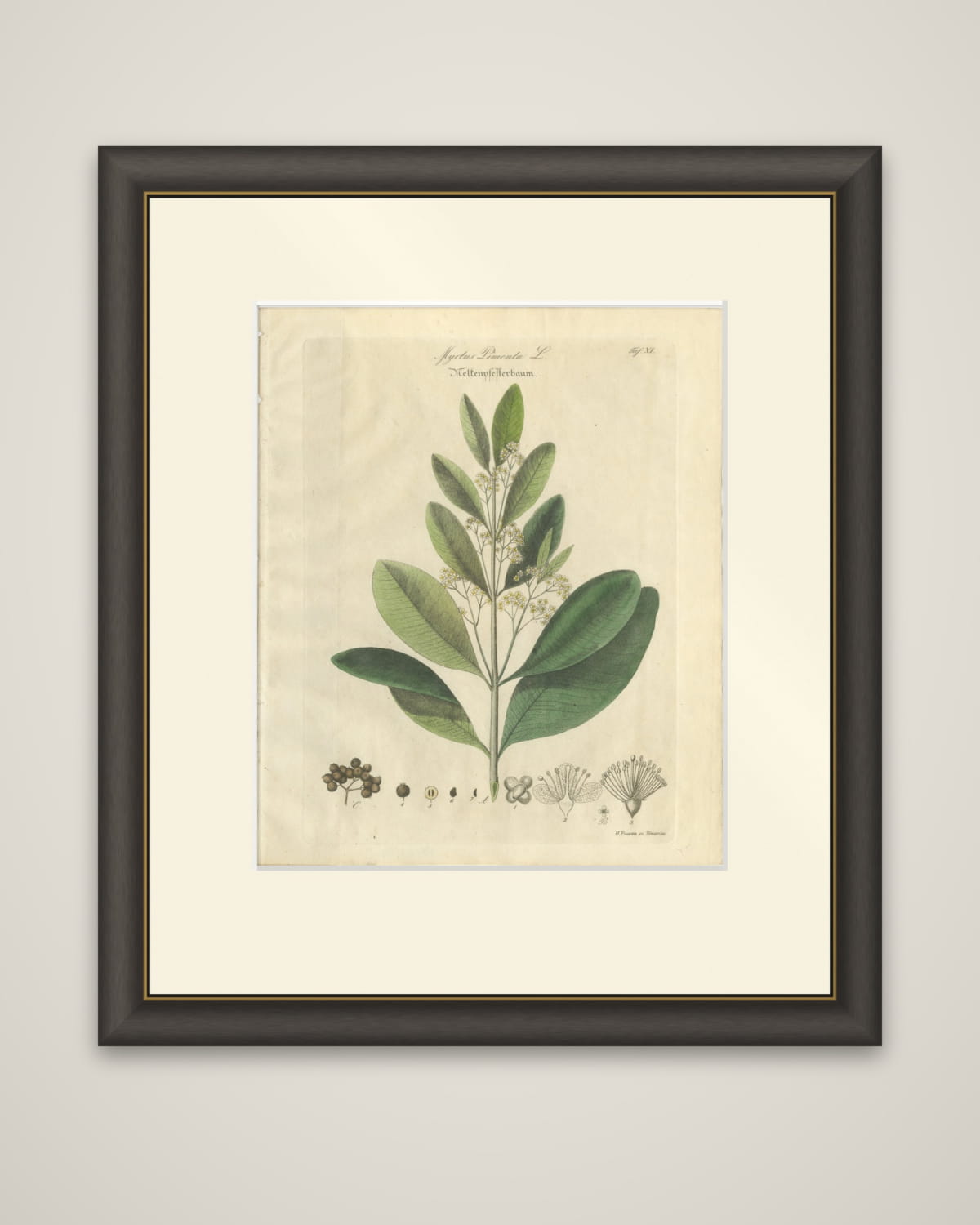 Antique Allspice Botanical Print, Myrtus Pimenta, Hand Colored, c.1831