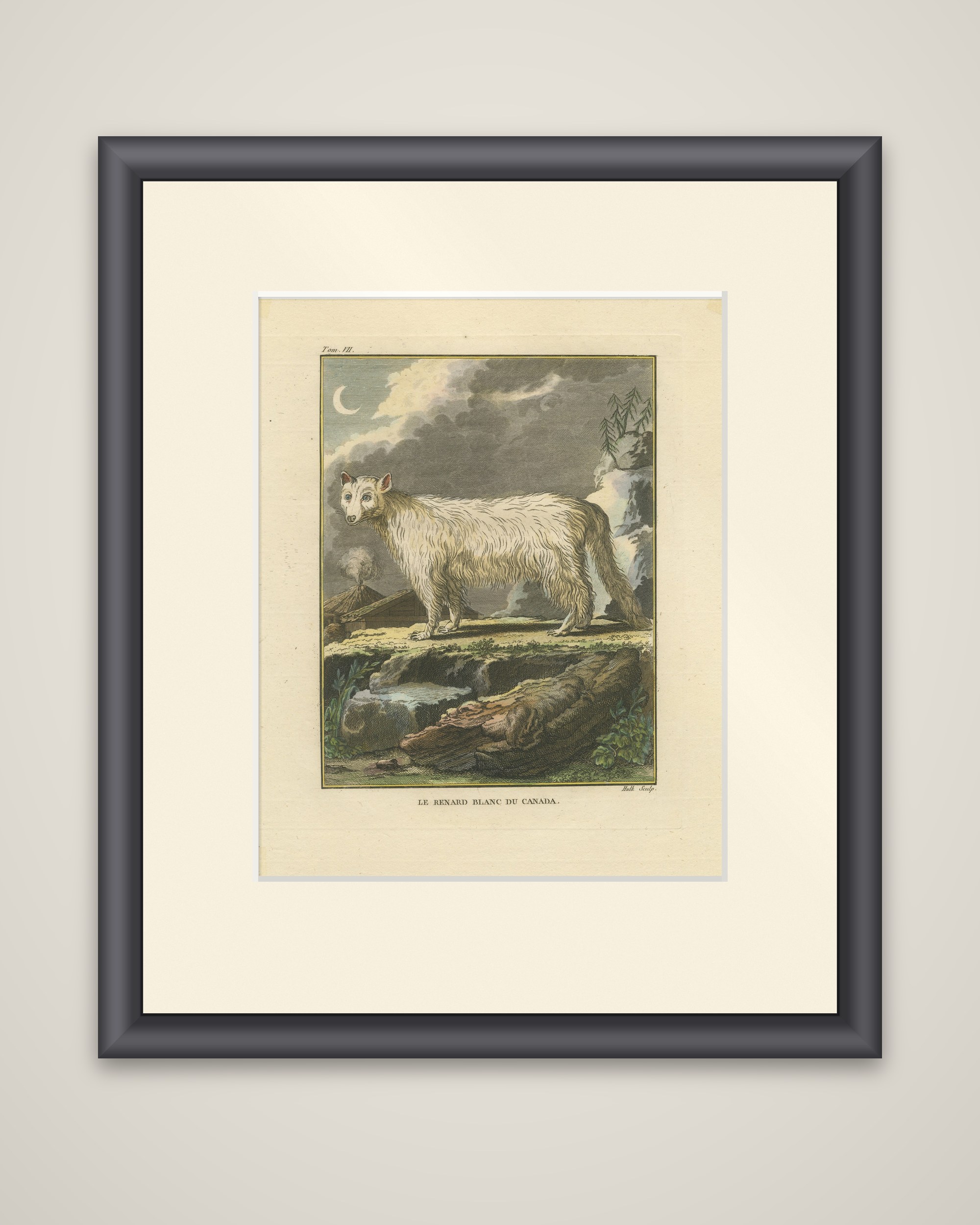 The White Fox of Canada – Elegant Arctic Wildlife Engraving Under Moonlight 1801
