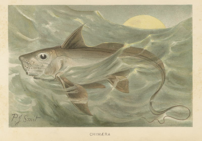 Chimaera, Antique Deep Sea Fish Chromolithograph by P. J. Smit, 1896