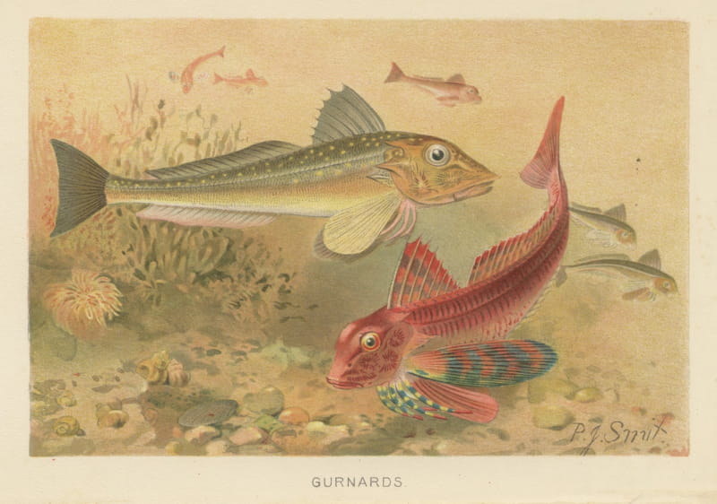 Gurnards with a Sea Anemone, Antique Chromolithograph by P. J. Smit, 1896