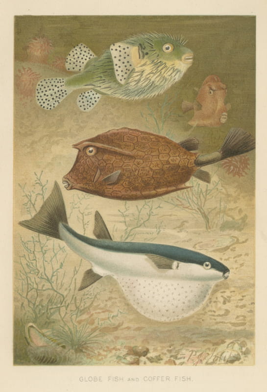 Globe Fish and Coffer Fish, Antique Chromolithograph by P. J. Smit, 1896