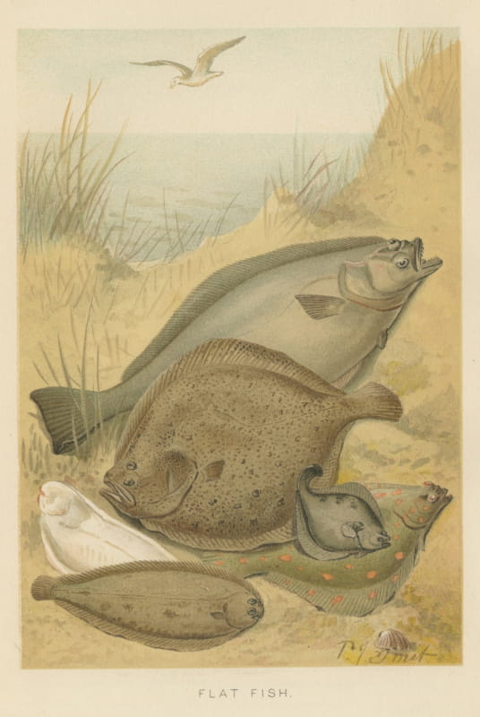 Flat Fish on a Sandy Shore, Antique Chromolithograph by P. J. Smit, 1896