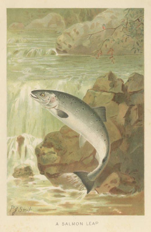 A Salmon Leap, Antique Chromolithograph of a Leaping Salmon, Smit, 1896