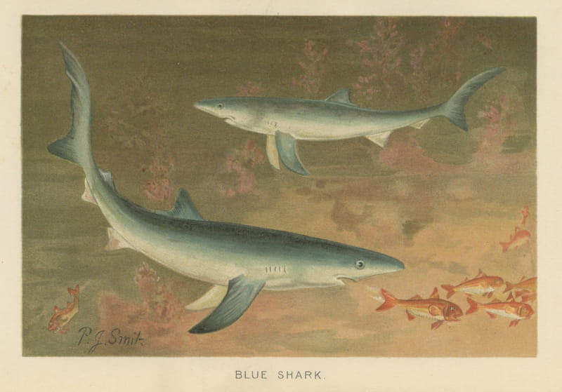 Blue Shark, Antique Chromolithograph after P. J. Smit, 1896