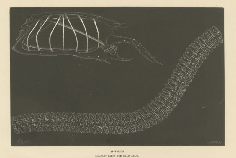 Ascidians, Solitary Salpa and Chain Salpa, Antique Wood Engraving, 1896