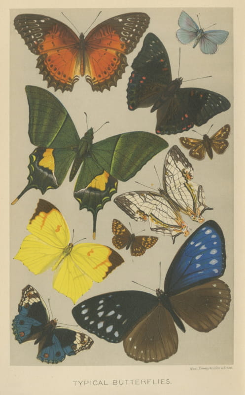 Typical Butterflies, Antique Chromolithograph by West, Newman, 1896