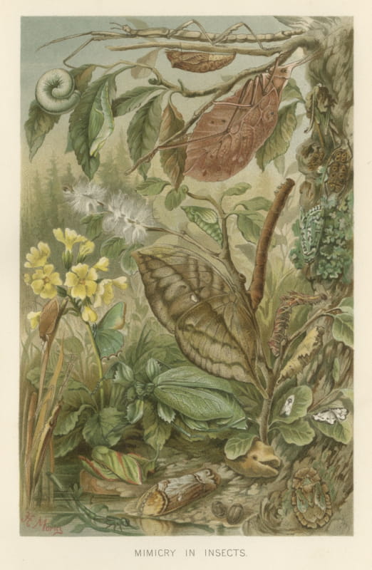 Mimicry in Insects, Antique Chromolithograph of Natural Camouflage, 1896