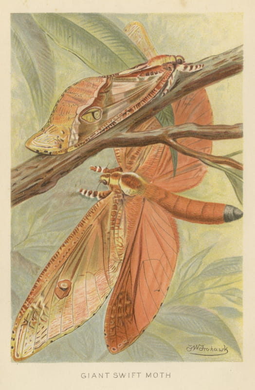 Giant Swift Moth, Antique Chromolithograph by F. W. Frohawk, 1896