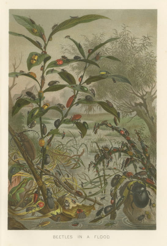 Beetles in a Flood, Antique Entomological Chromolithograph, 1896