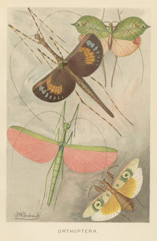 Orthoptera, Antique Chromolithograph of Winged Insects by F. W. Frohawk, 1896