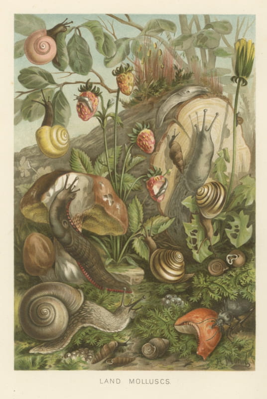 Land Molluscs, Antique Chromolithograph of Snails and Slugs by H. Morin, 1896