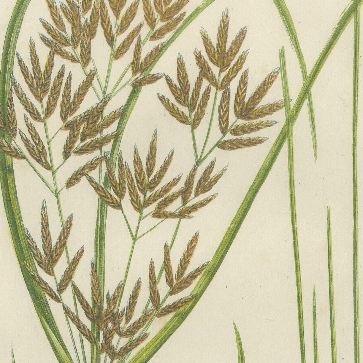 Cyperus and Great Reed Mace, Set of 2 Antique Botanical Plates, circa 1873