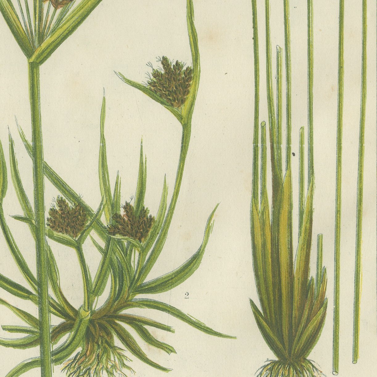 Cyperus and Great Reed Mace, Set of 2 Antique Botanical Plates, circa 1873