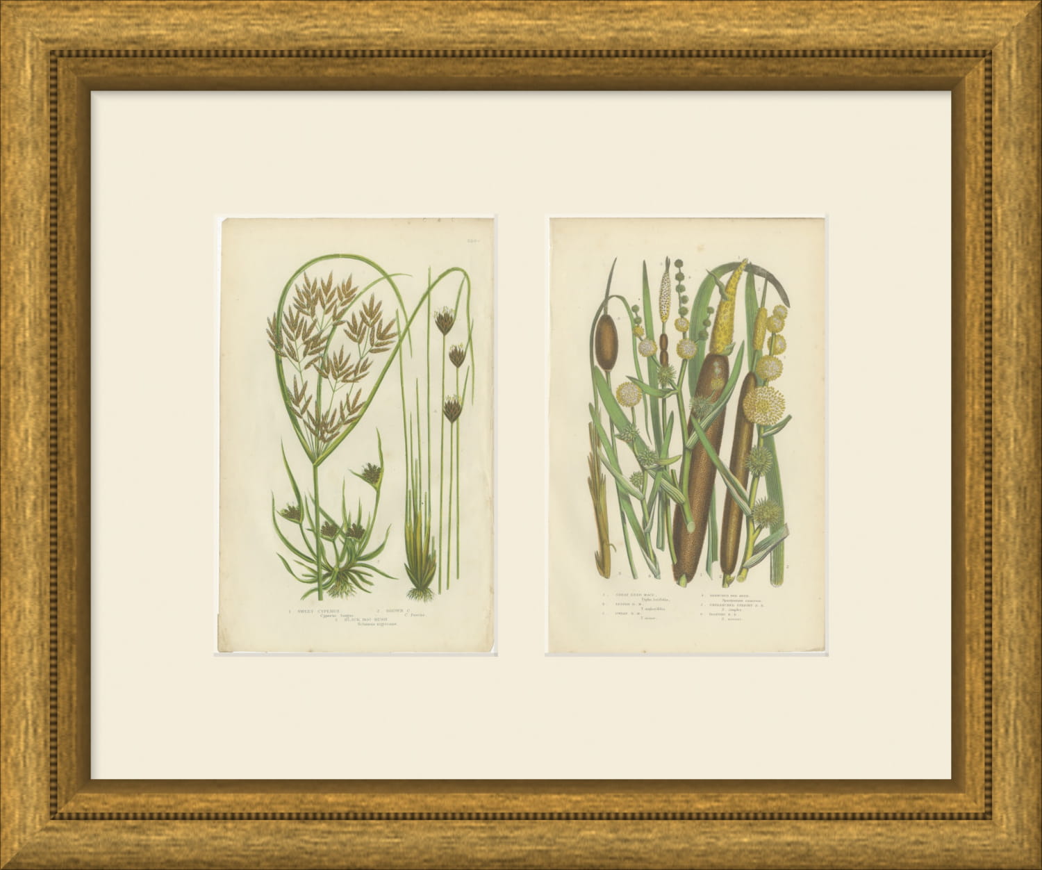 Cyperus and Great Reed Mace, Set of 2 Antique Botanical Plates, circa 1873