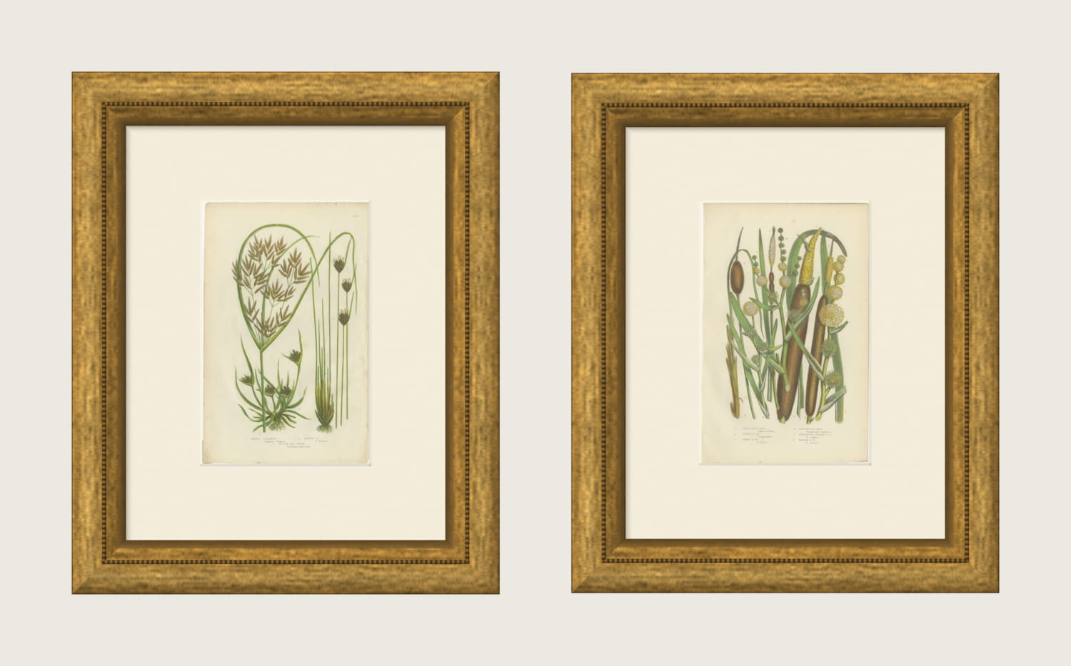 Cyperus and Great Reed Mace, Set of 2 Antique Botanical Plates, circa 1873