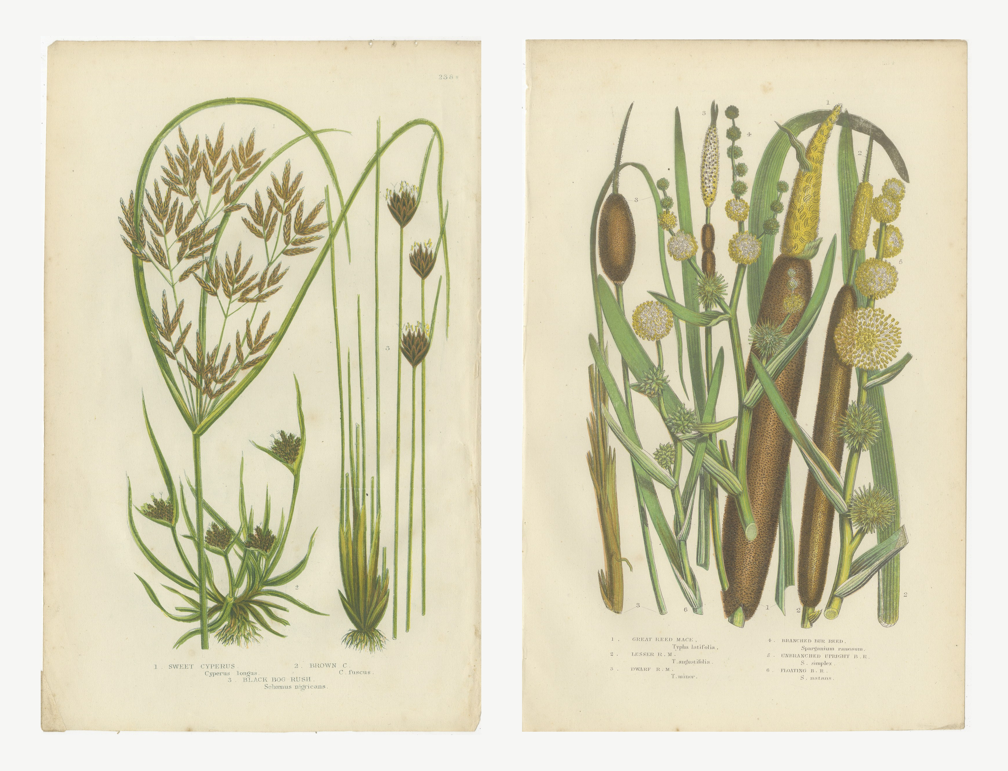 Cyperus and Great Reed Mace, Set of 2 Antique Botanical Plates, circa 1873