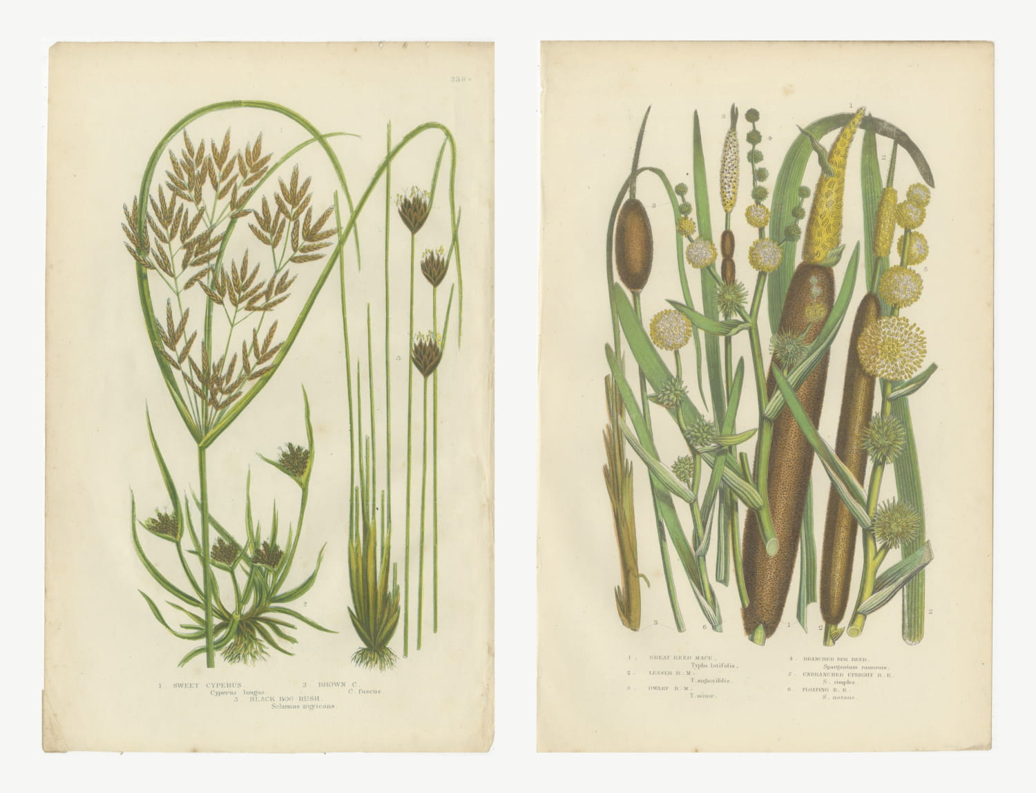 Cyperus and Great Reed Mace, Set of 2 Antique Botanical Plates, circa 1873