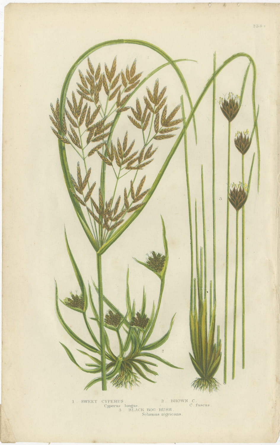 Cyperus and Great Reed Mace, Set of 2 Antique Botanical Plates, circa 1873