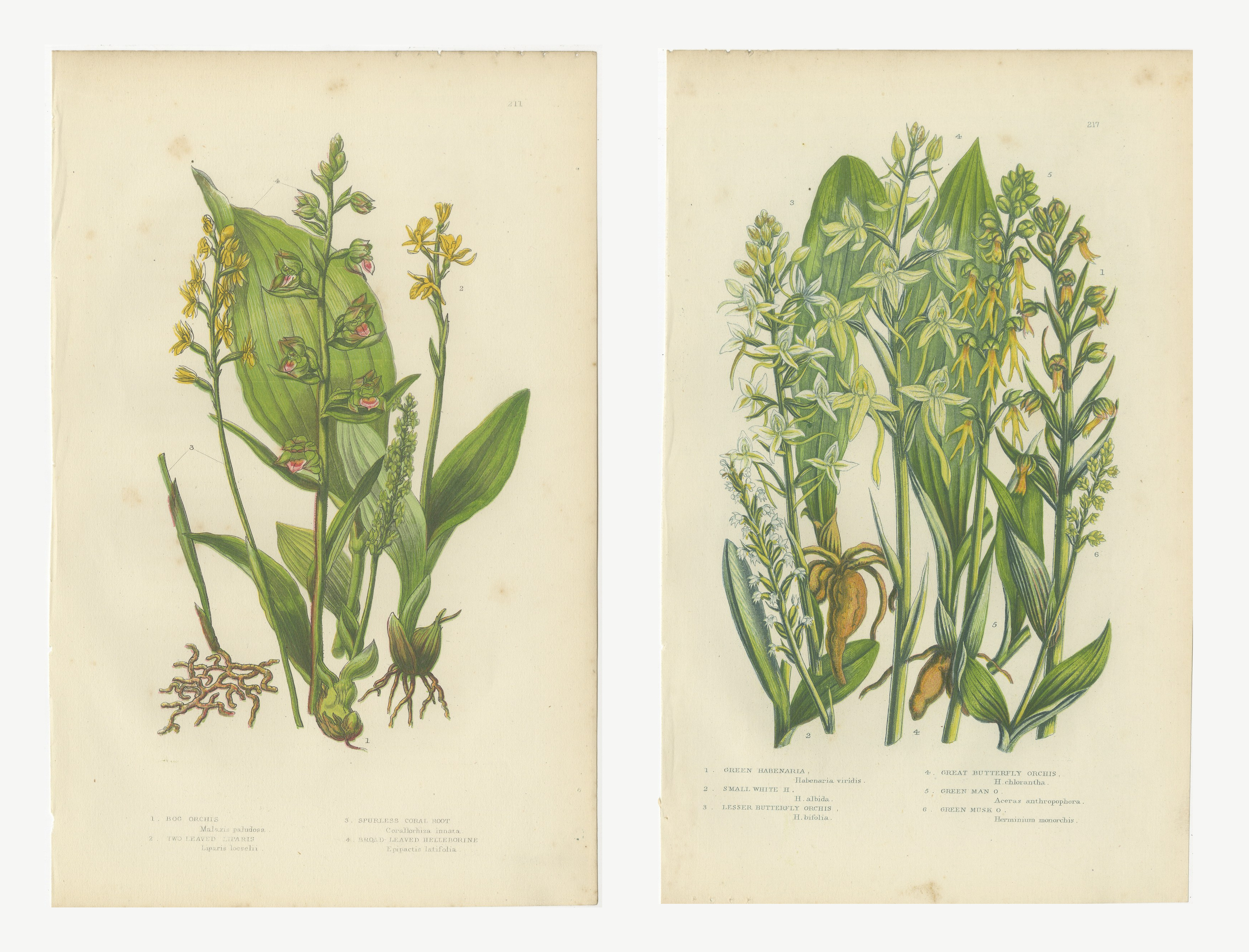 Bog Orchis and Butterfly Orchis, Set of 2 Antique Botanical Plates, circa 1873