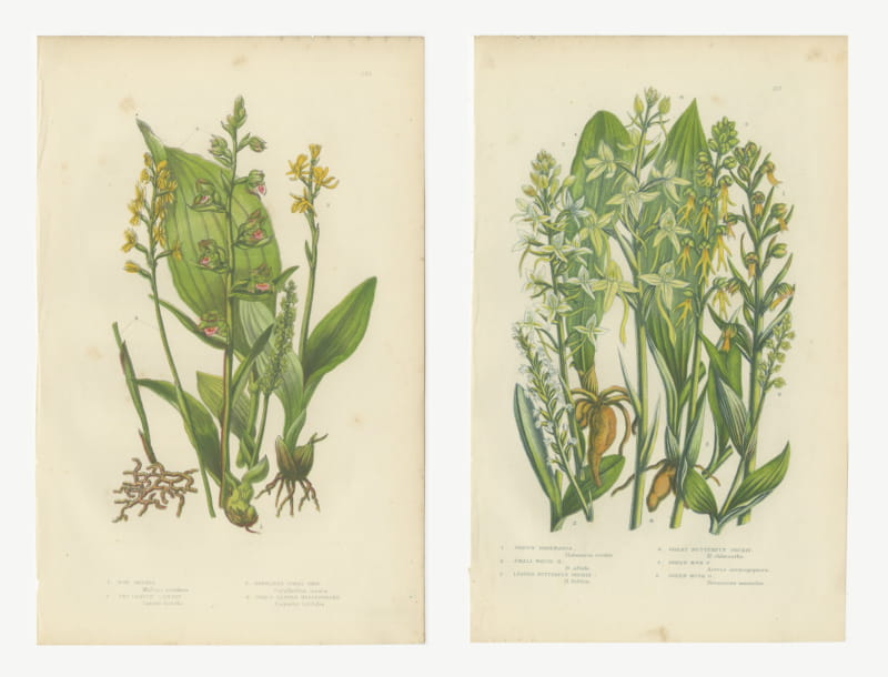 Bog Orchis and Butterfly Orchis, Set of 2 Antique Botanical Plates, circa 1873