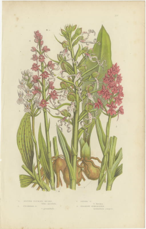 Pyramidal and Lizard Orchis, Antique British Orchid Plate, circa 1873