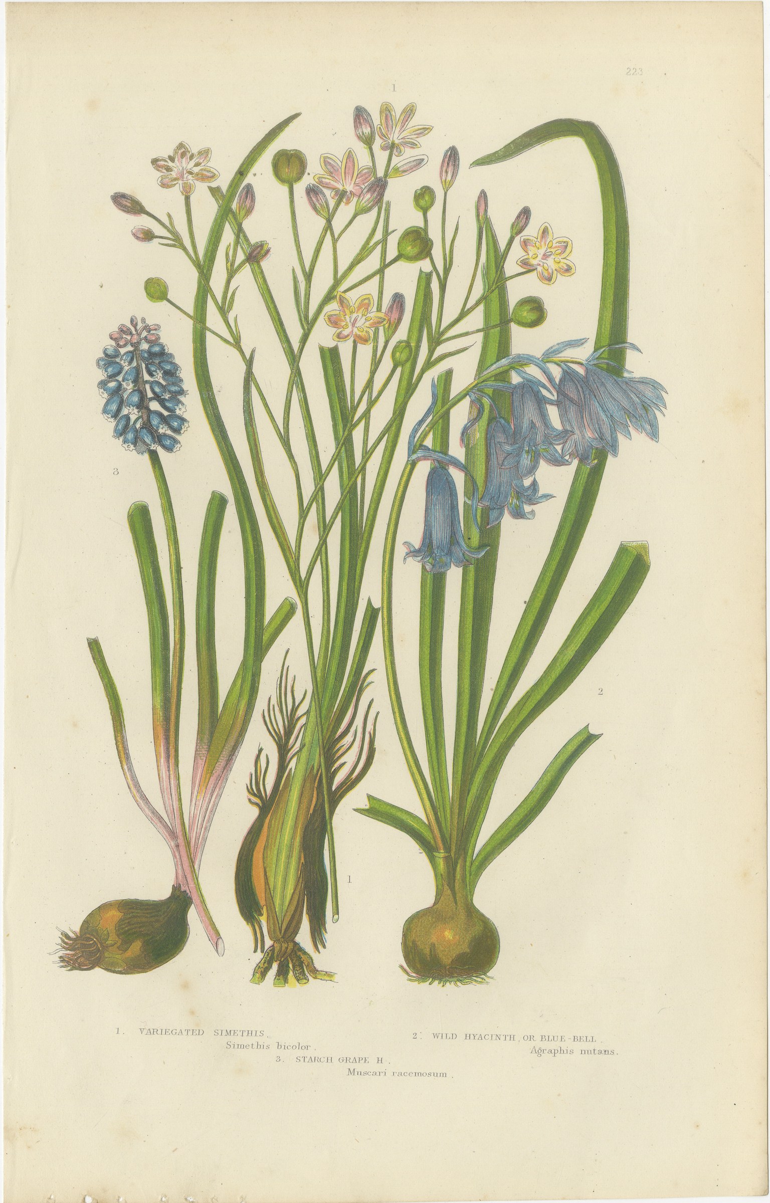 Wild Hyacinth or Bluebell, Antique British Botanical Plate, circa 1873