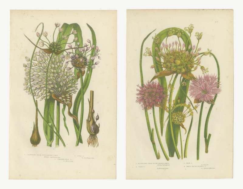 Sand, Crow and Chive Garlic, Set of 2 Antique Botanical Plates, circa 1873