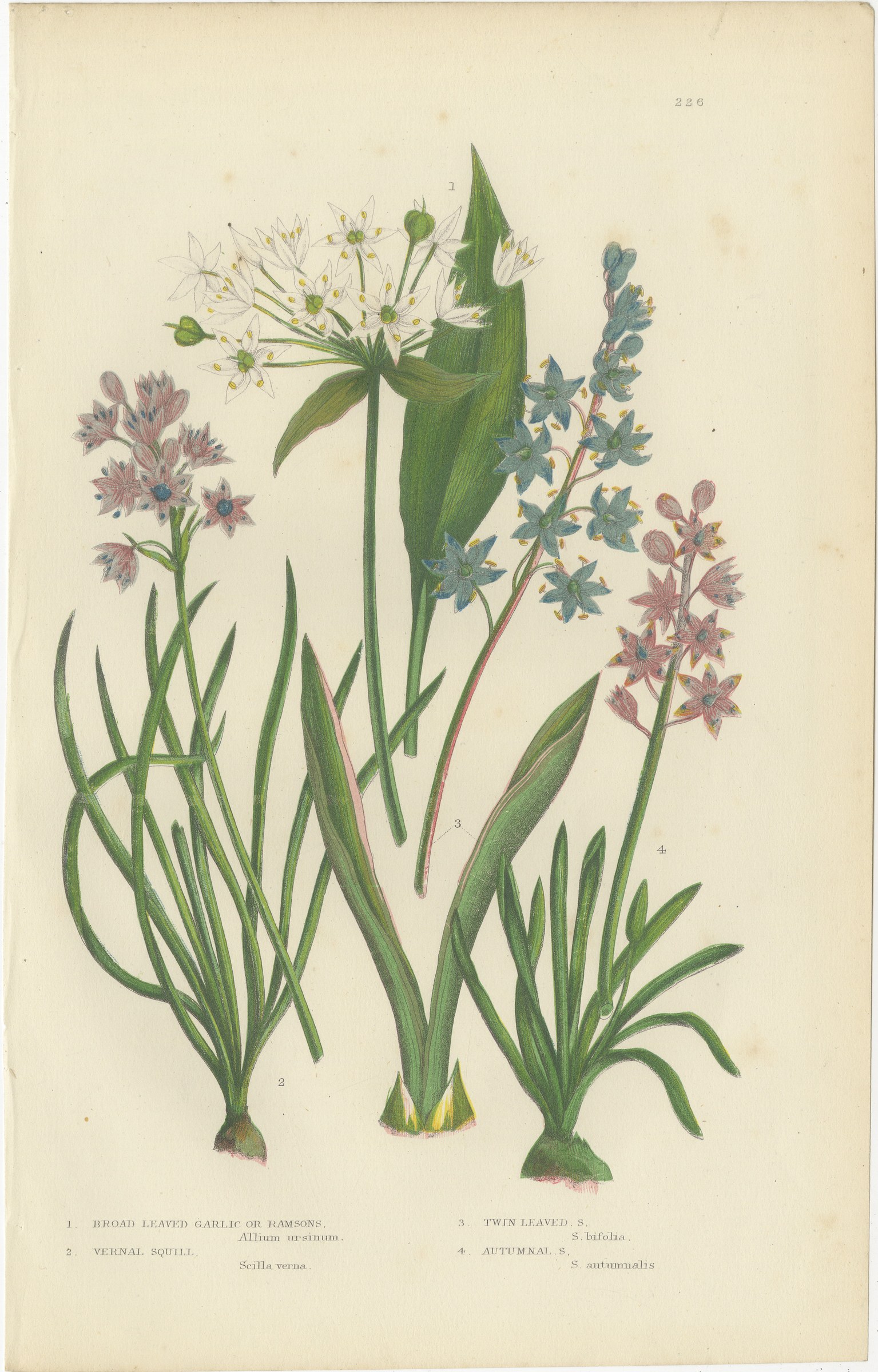 Ramsons and Vernal Squill, Antique British Botanical Plate, circa 1873
