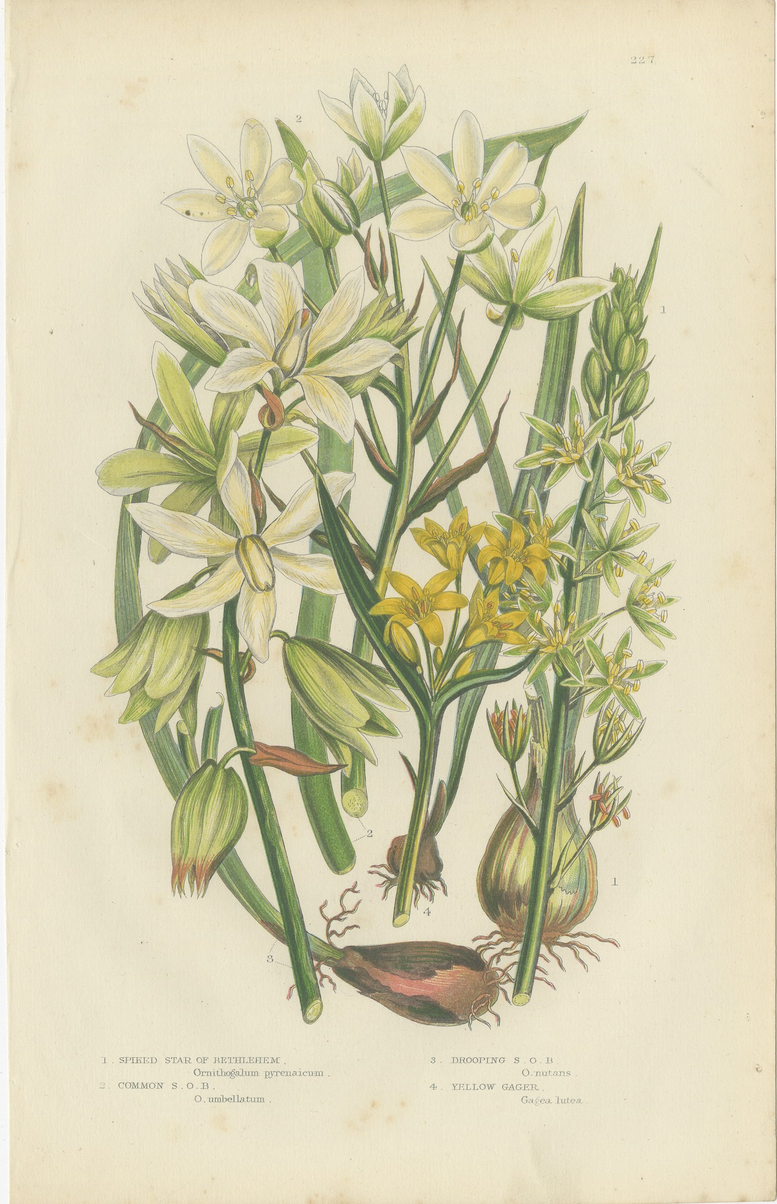 Star of Bethlehem and Yellow Gagea, Antique Botanical Plate, circa 1873
