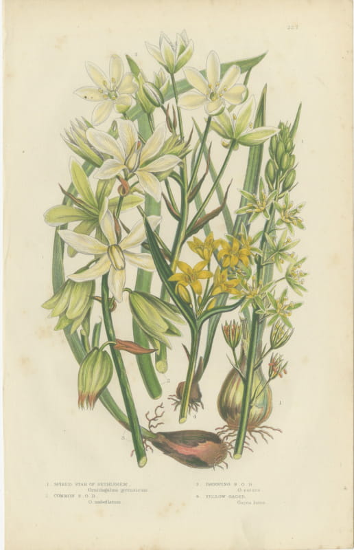 Star of Bethlehem and Yellow Gagea, Antique Botanical Plate, circa 1873