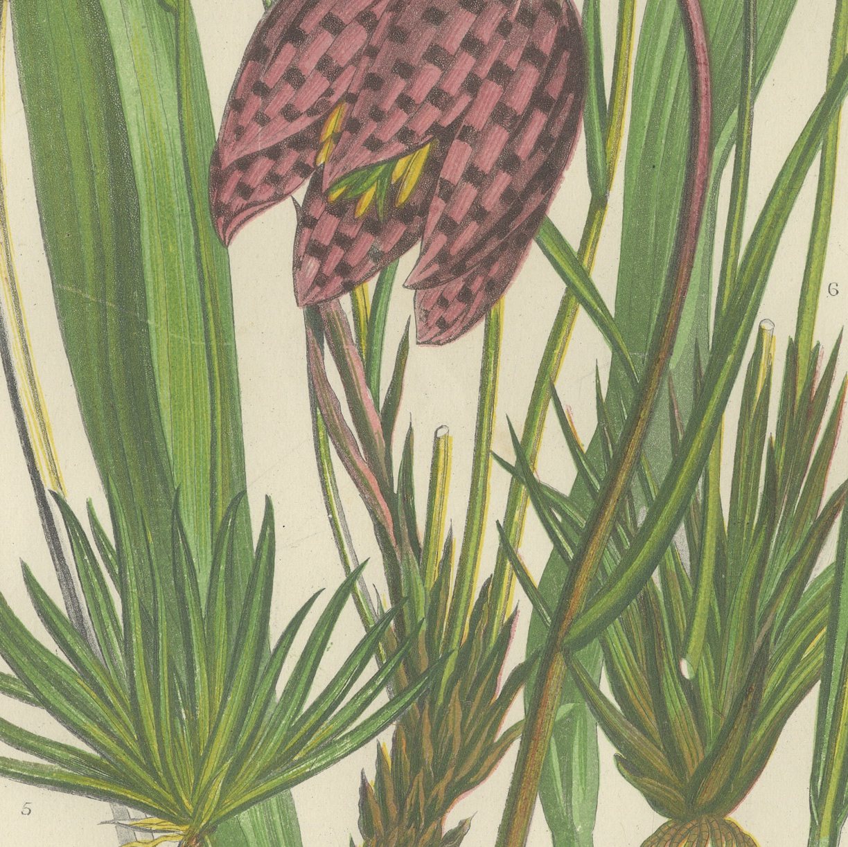 Snake's Head Fritillary and Wild Tulip, Antique Botanical Plate, circa 1873