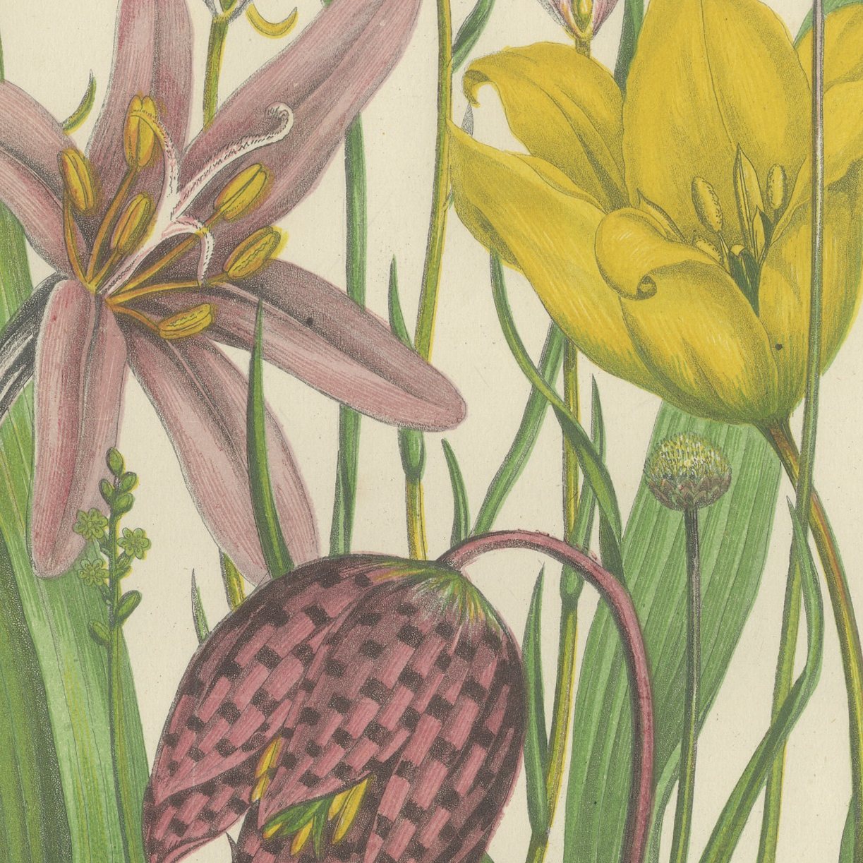Snake's Head Fritillary and Wild Tulip, Antique Botanical Plate, circa 1873