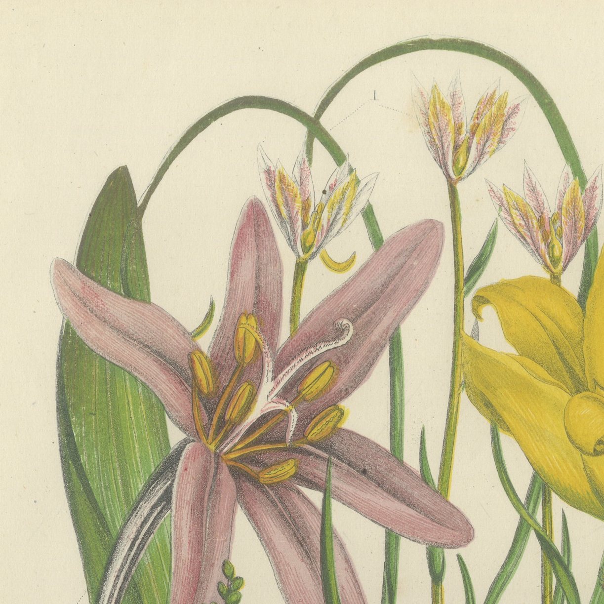 Snake's Head Fritillary and Wild Tulip, Antique Botanical Plate, circa 1873