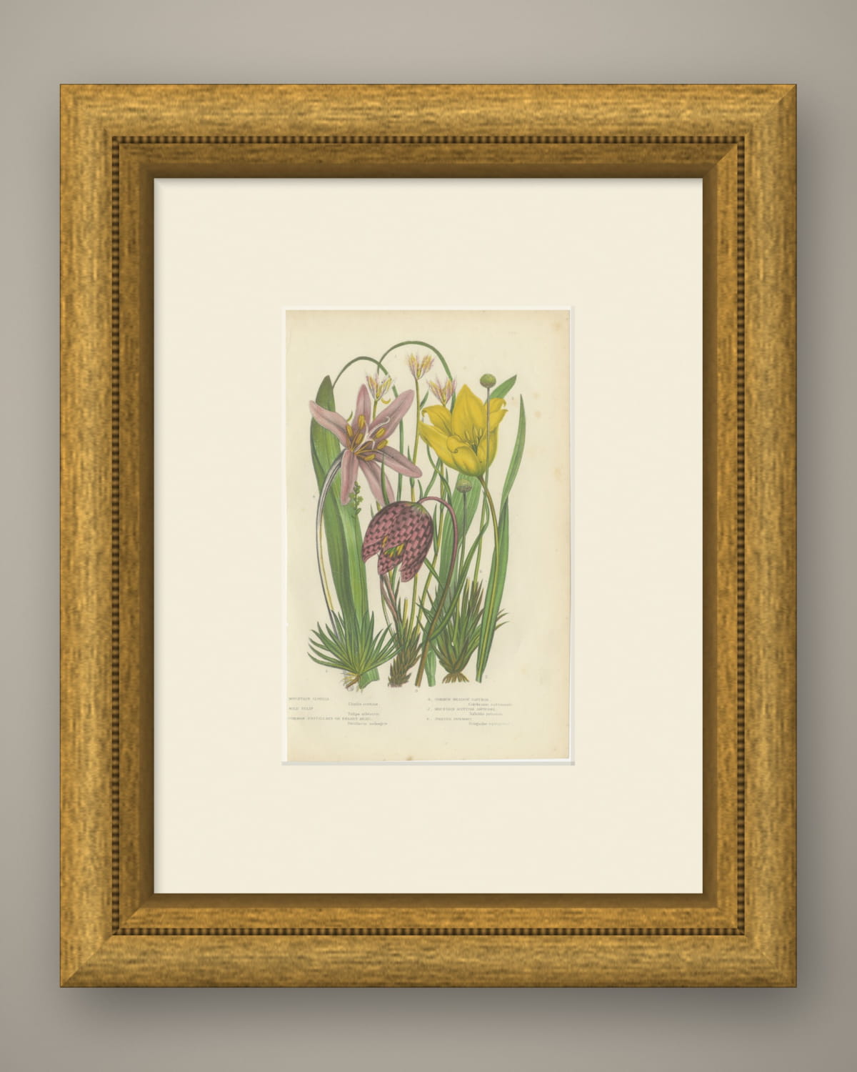 Snake's Head Fritillary and Wild Tulip, Antique Botanical Plate, circa 1873