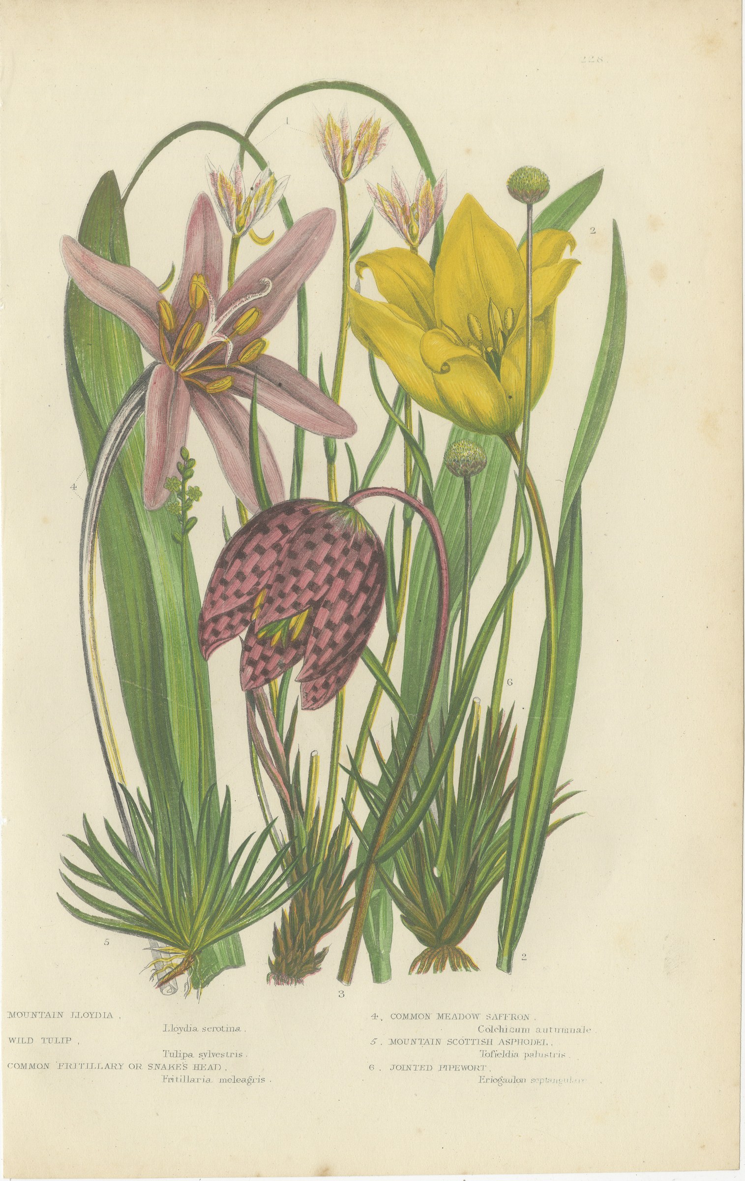 Snake's Head Fritillary and Wild Tulip, Antique Botanical Plate, circa 1873