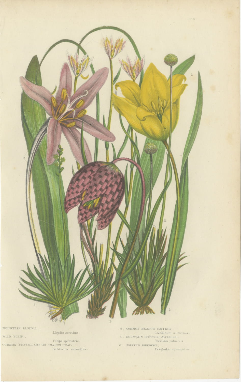 Snake's Head Fritillary and Wild Tulip, Antique Botanical Plate, circa 1873
