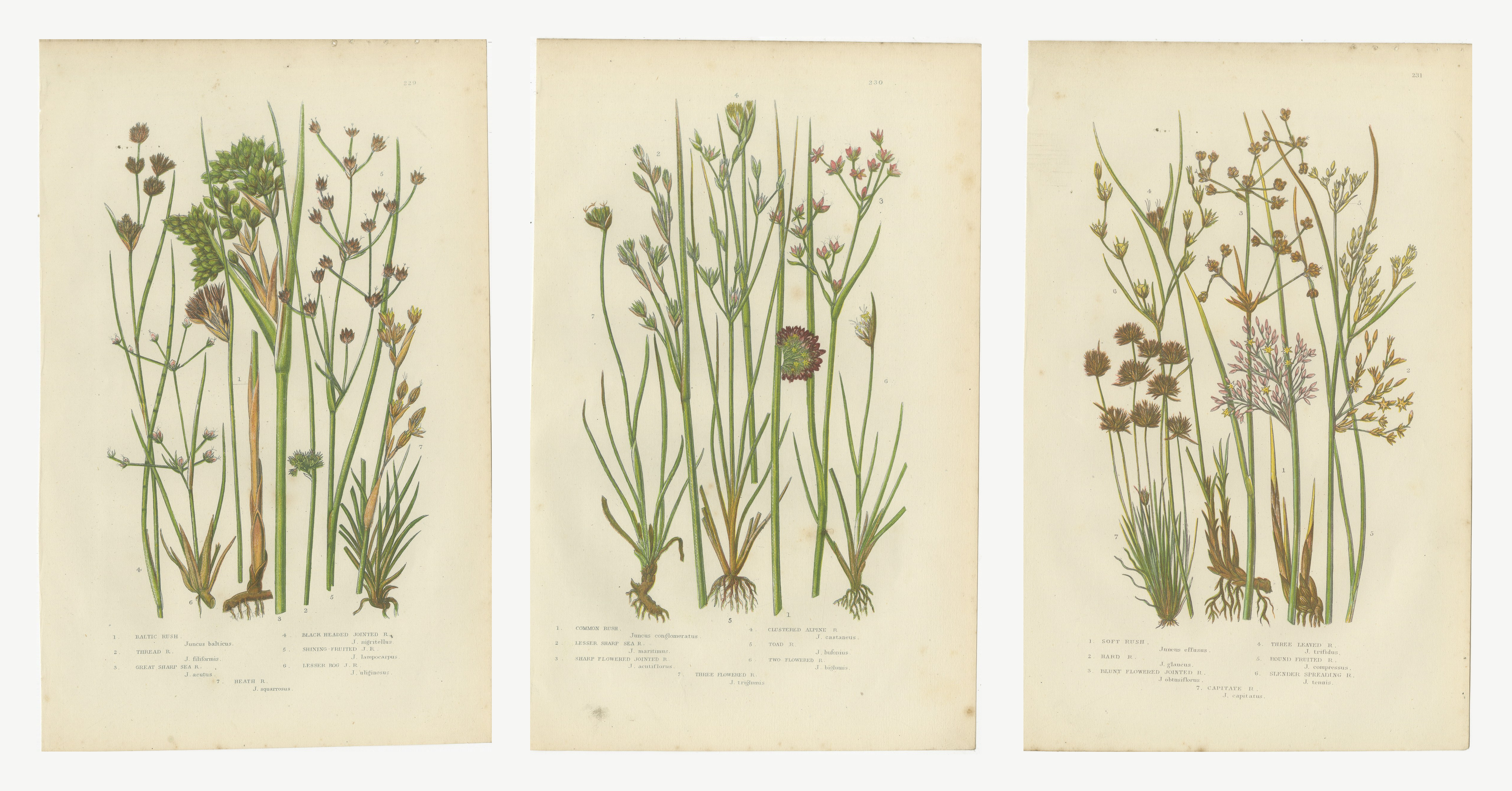 British Rushes, Set of 3 Antique Botanical Plates, circa 1873