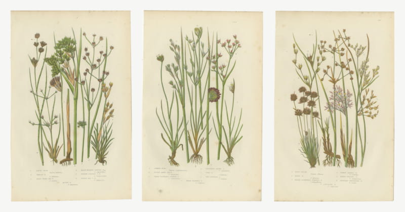 British Rushes, Set of 3 Antique Botanical Plates, circa 1873