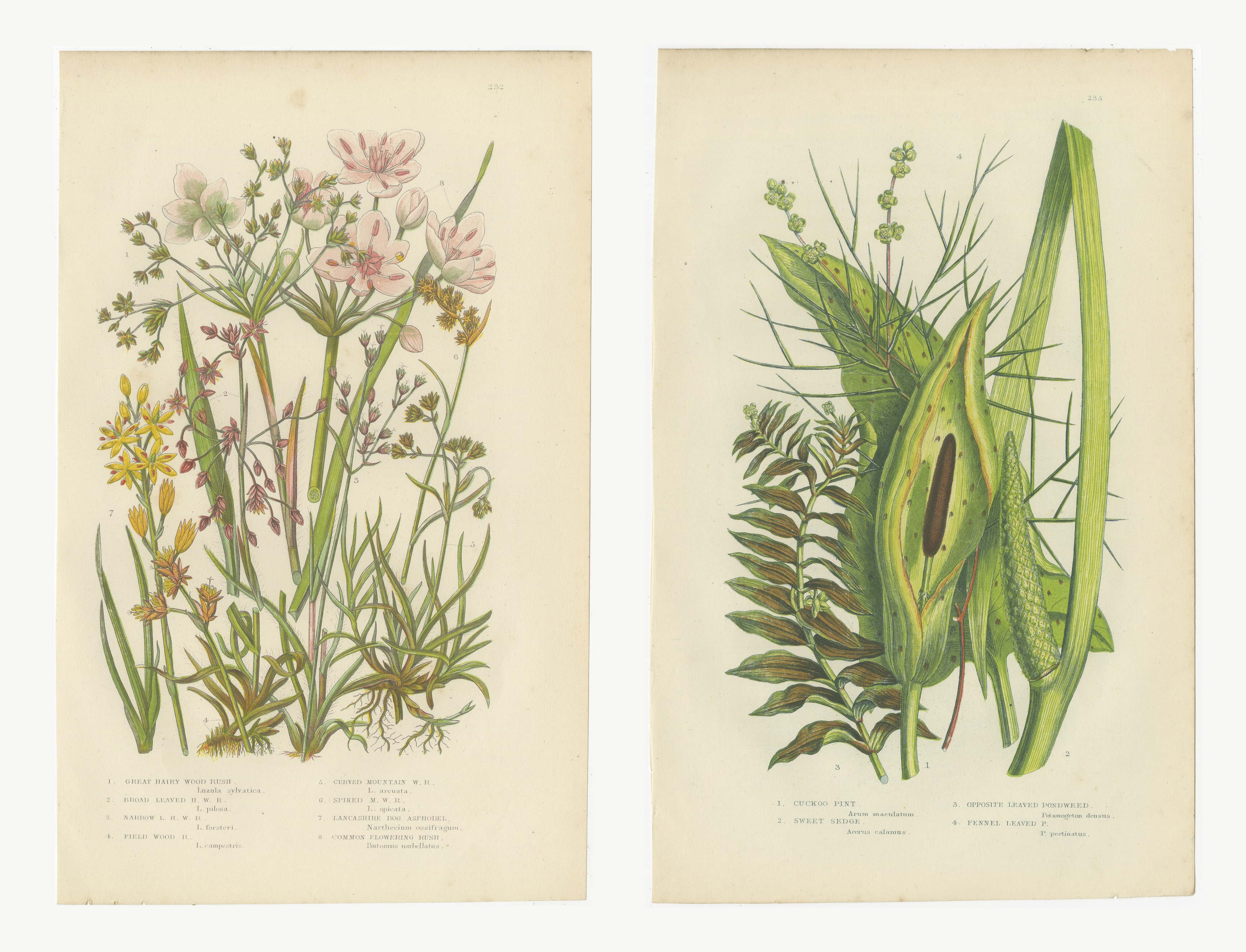 Bog Asphodel and Flowering Rush, Set of 2 Antique Botanical Plates, circa 1873