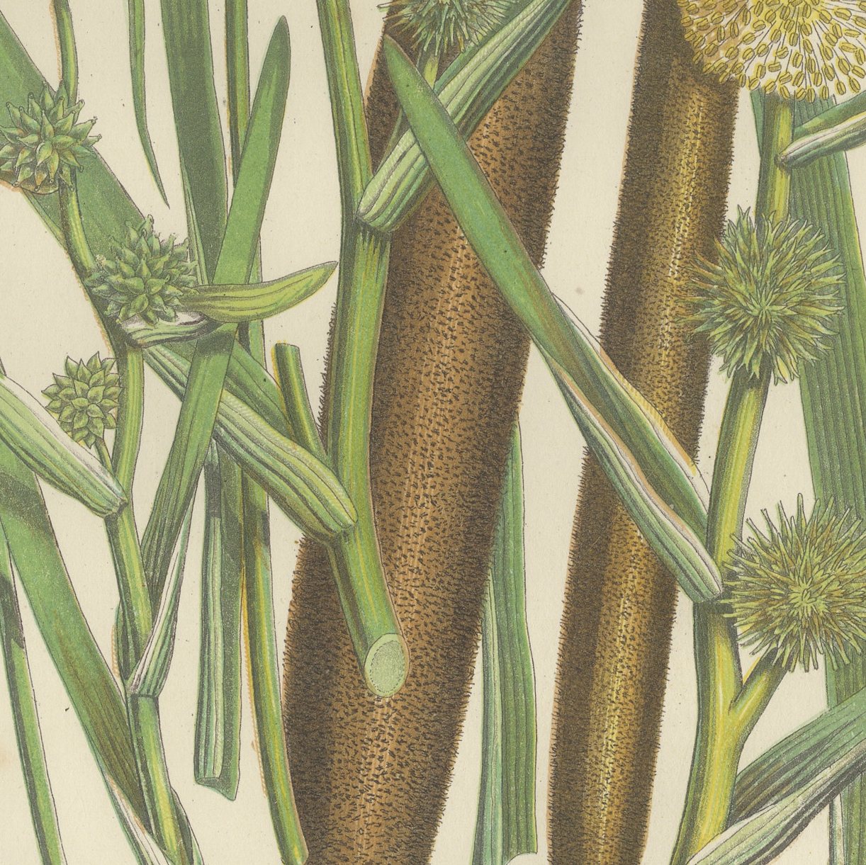 Cyperus and Great Reed Mace, Set of 2 Antique Botanical Plates, circa 1873