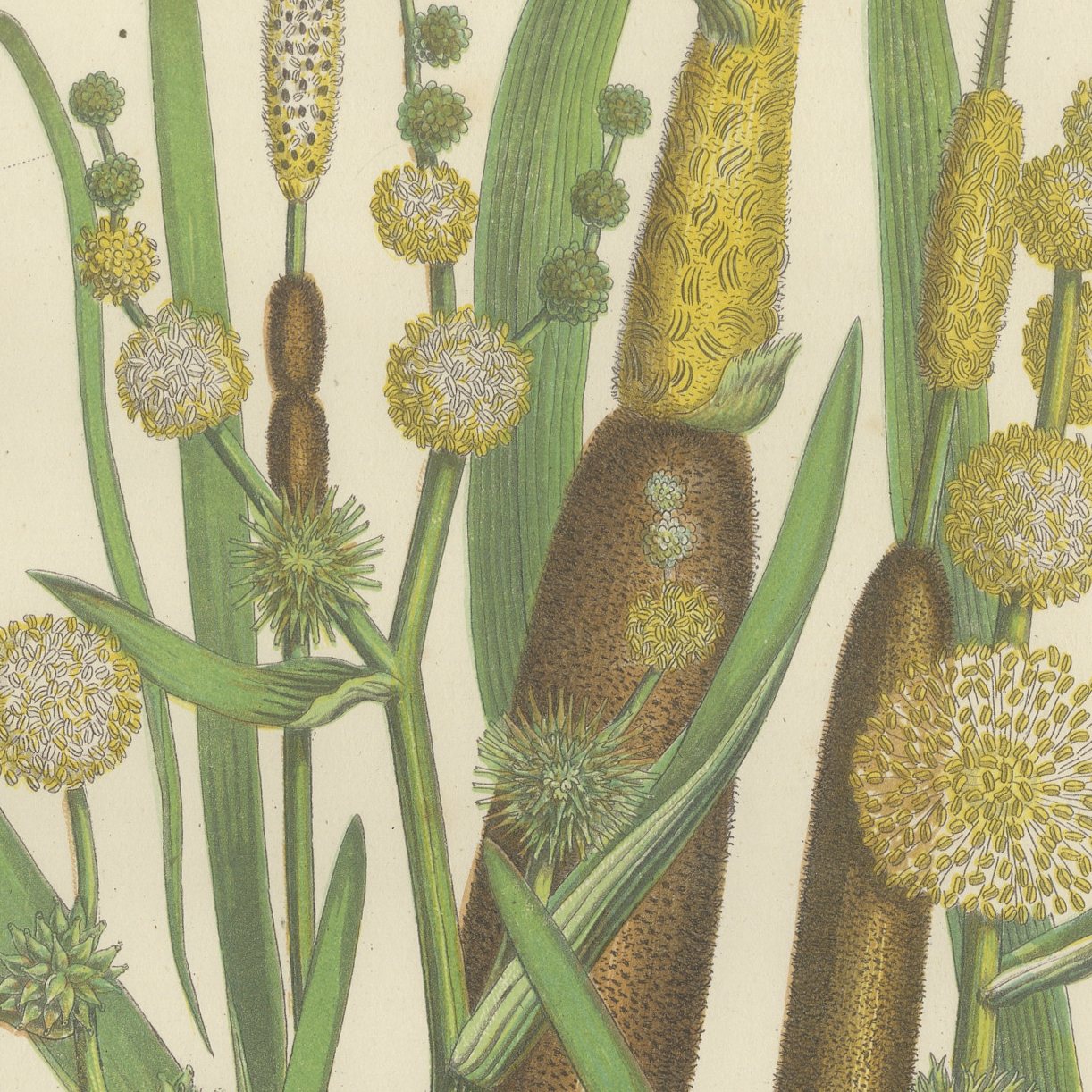 Cyperus and Great Reed Mace, Set of 2 Antique Botanical Plates, circa 1873