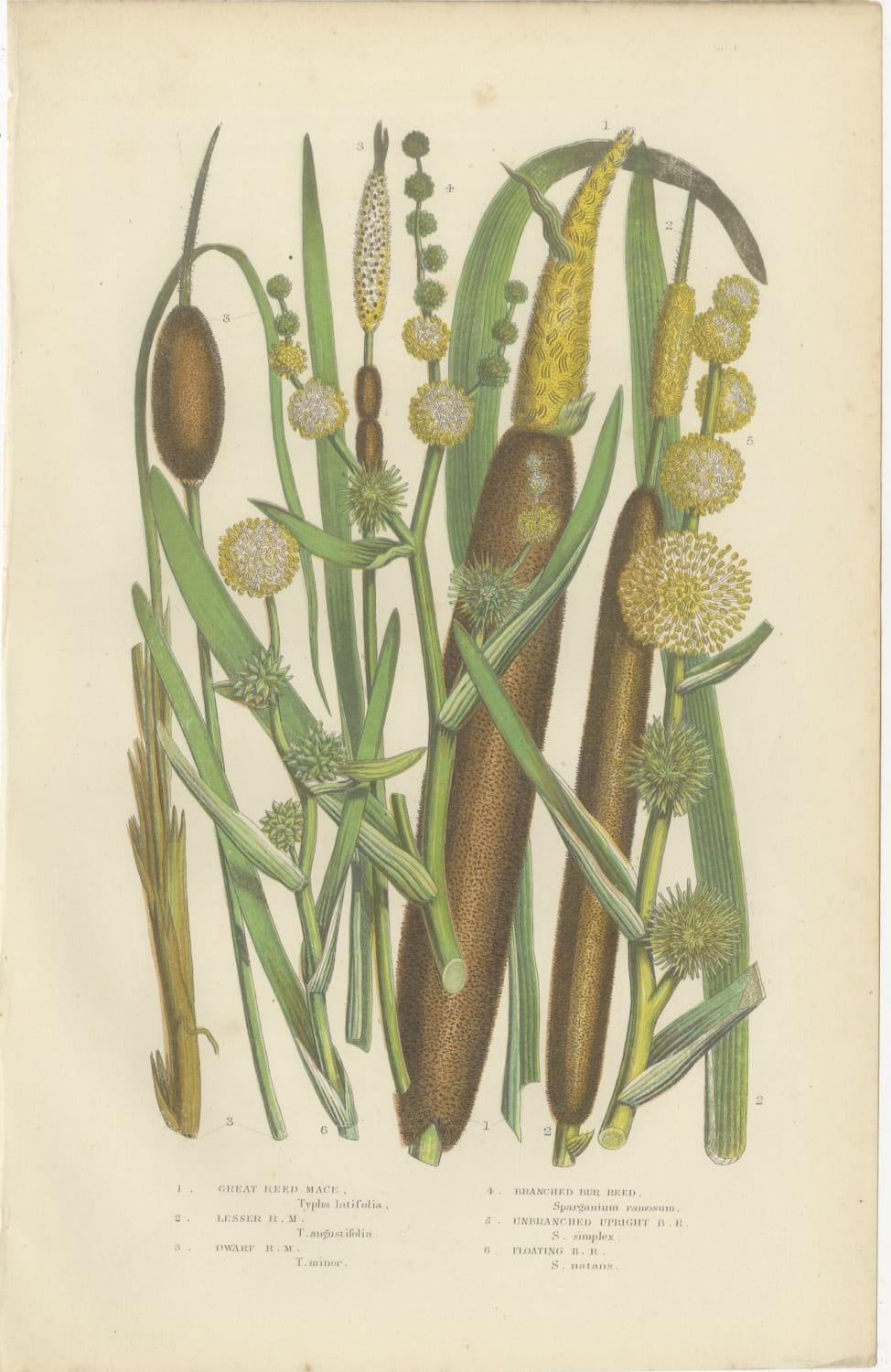 Cyperus and Great Reed Mace, Set of 2 Antique Botanical Plates, circa 1873