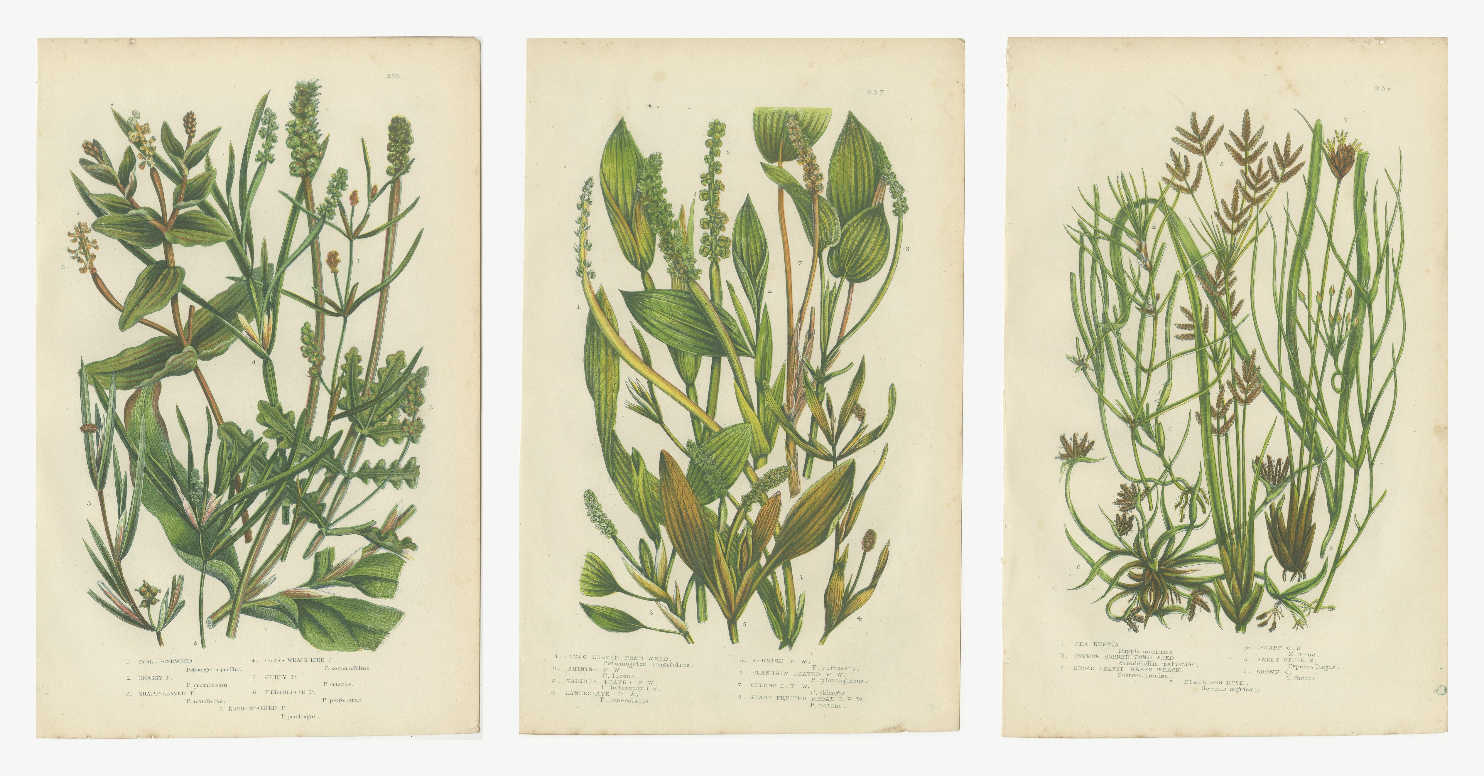 Pondweeds and Grass Wrack, Set of 3 Antique Botanical Plates, circa 1873