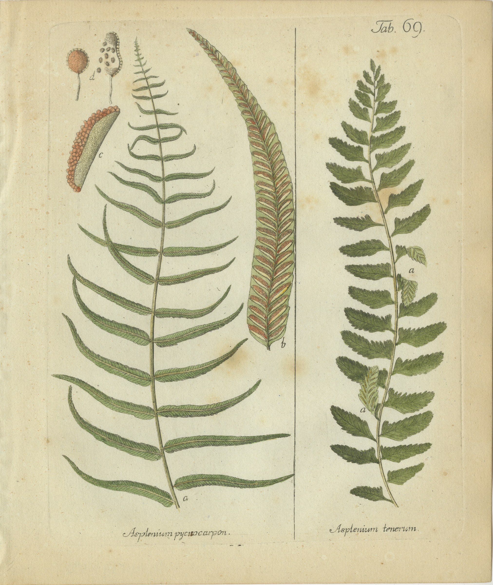 Original Antique Hand-Colored Fern Engraving, Asplenium pycnocarpon, 1806-1809