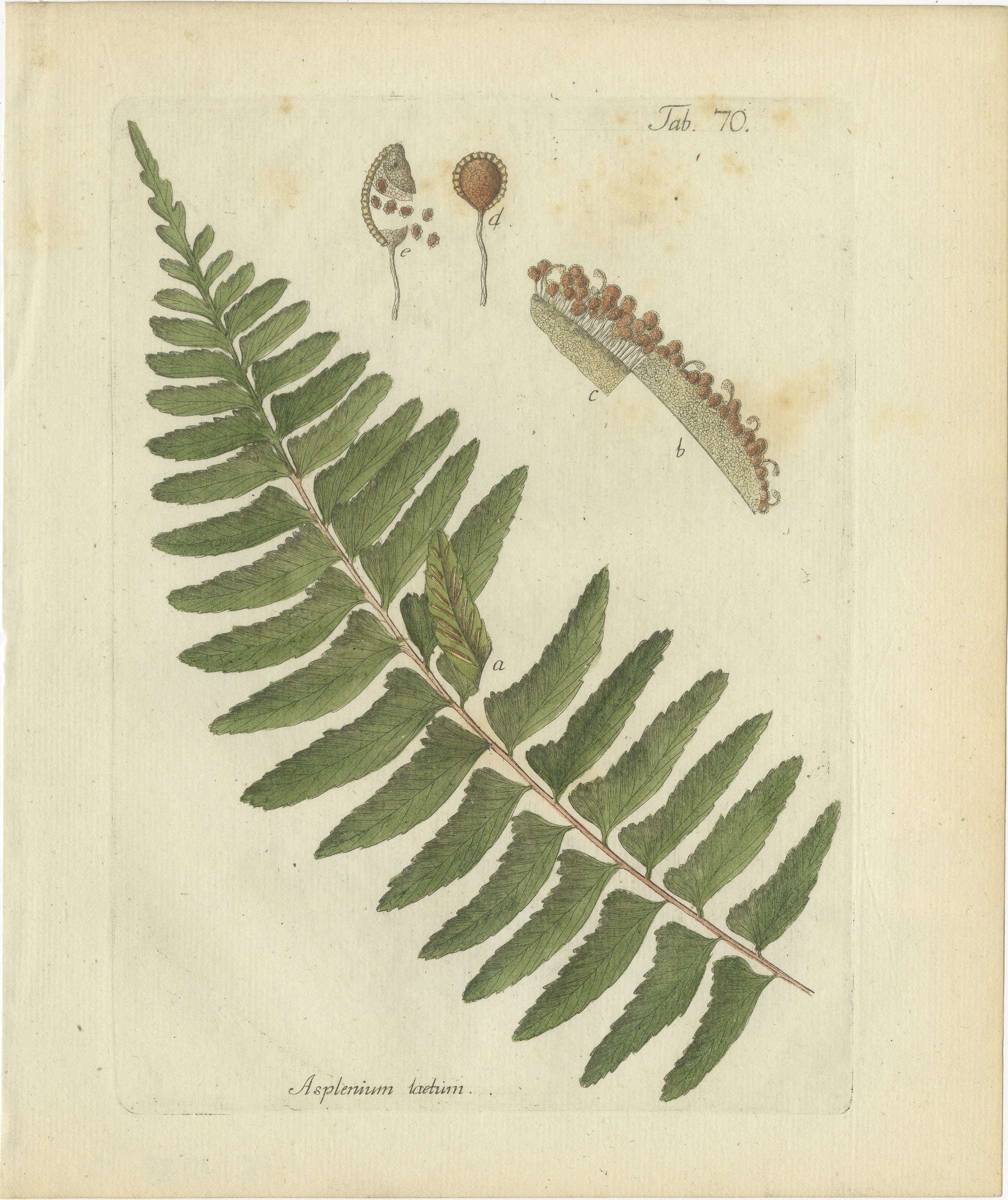 Decorative 19th Century Hand-Colored Fern Engraving, Asplenium laetum, 1806-1809