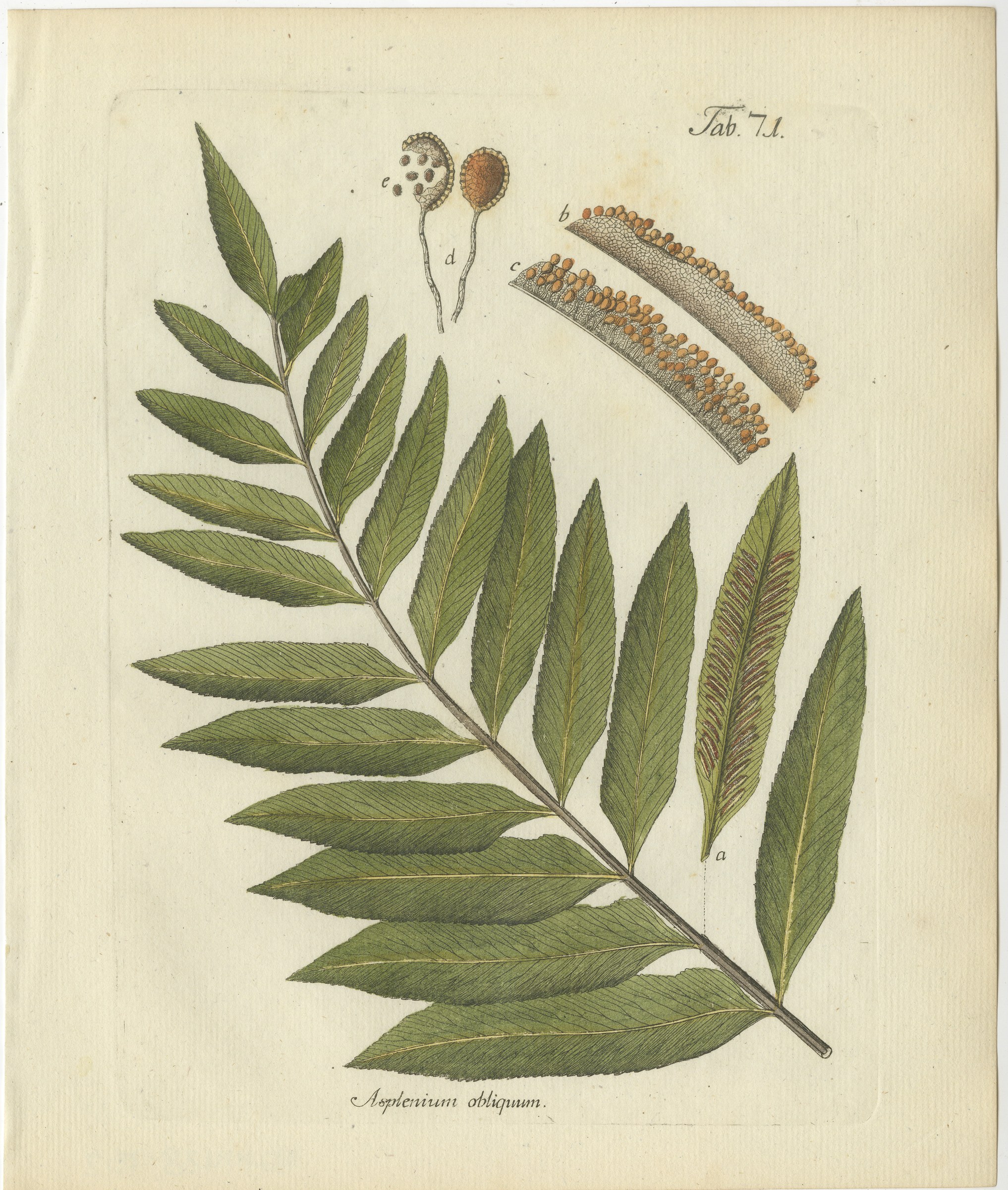 Antique Hand-Colored Fern Engraving by Schkuhr, Asplenium obliquum, 1806-1809