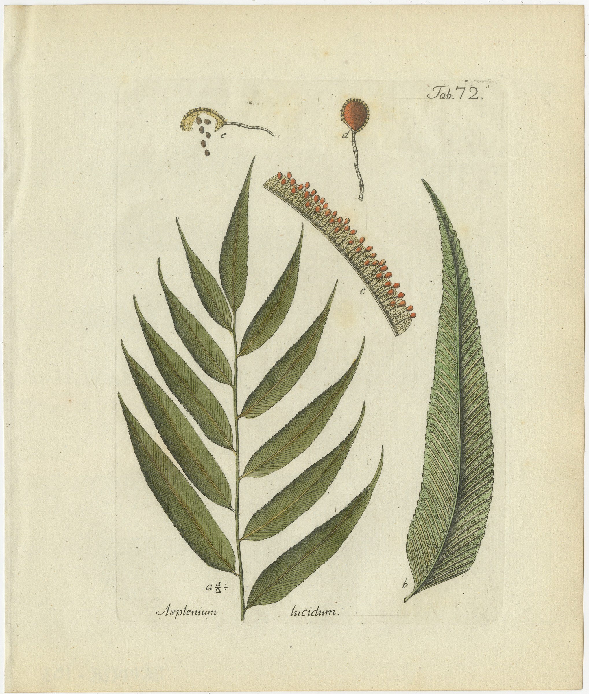 Elegant Antique Hand-Colored Botanical Fern Print, Asplenium lucidum, 1806-1809