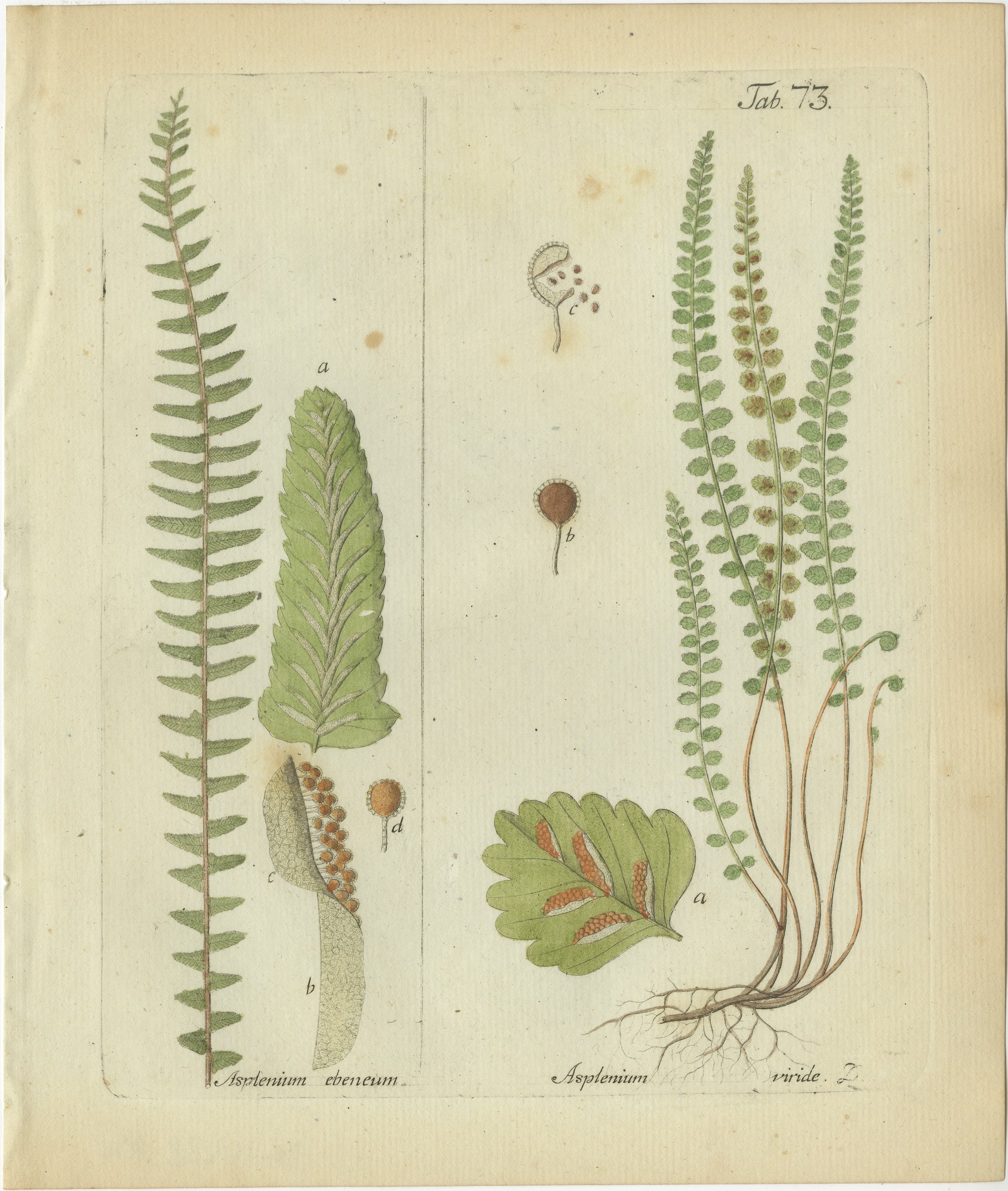Original Antique Hand-Colored Fern Engraving, Ebony Spleenwort, 1806-1809