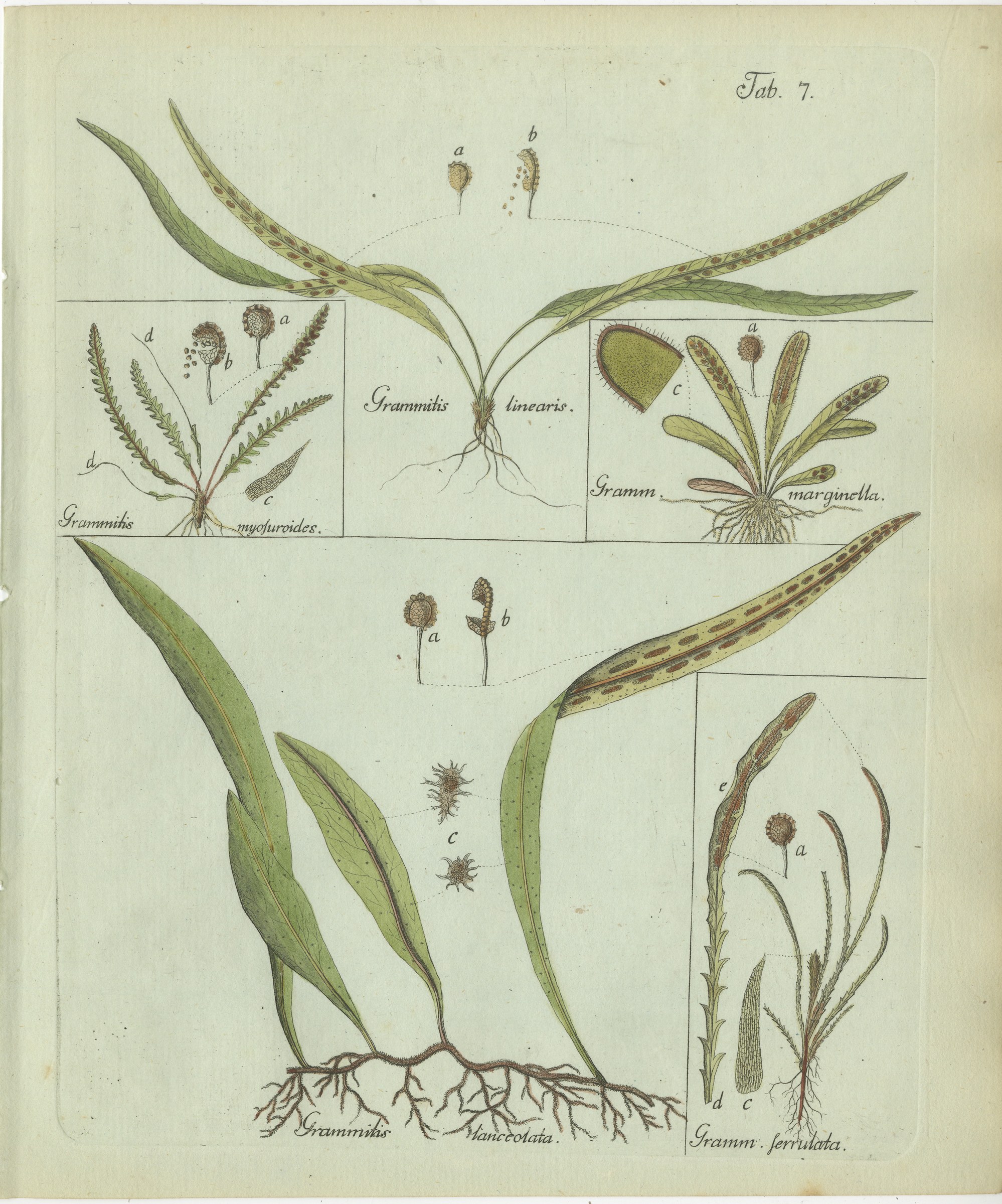 Decorative 19th Century Hand-Colored Fern Print, Grammitis lanceolata, 1806-1809