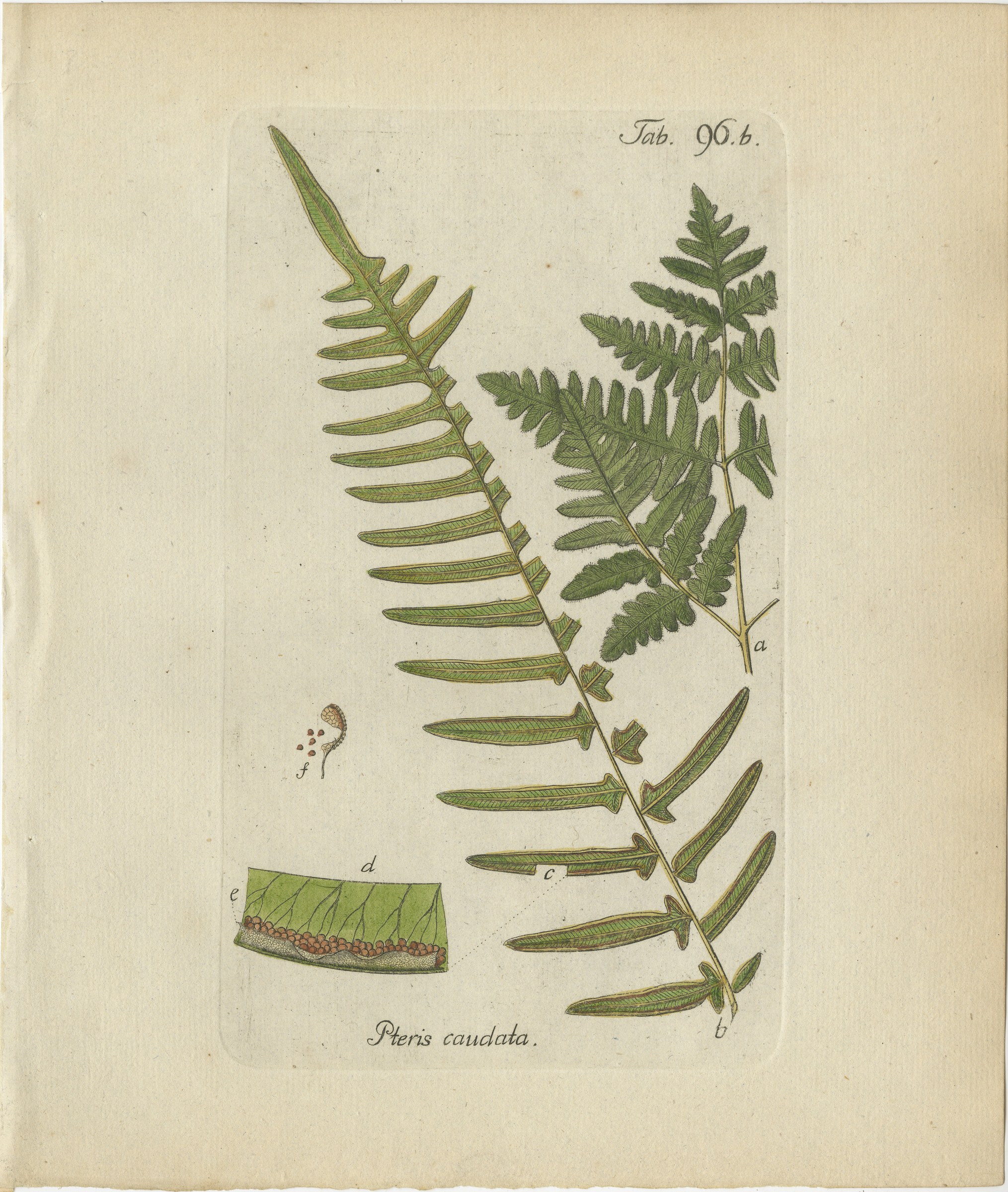 Antique Hand-Colored Fern Engraving by Schkuhr, Pteris caudata, 1806-1809